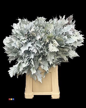 quercus overig kleurbehandeld H%