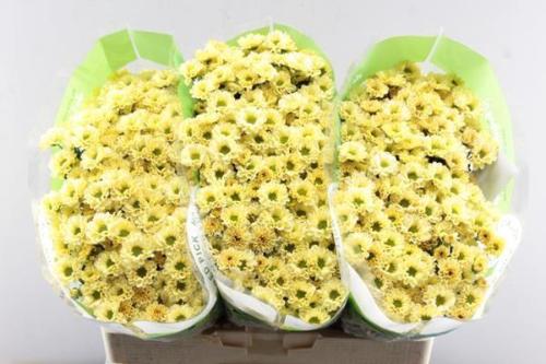 Chrysanthemum Indicum Grp tros santini Rossi Cream