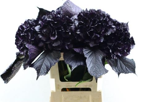 Hydrangea overig kleurbehandeld H%