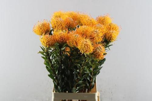 Leucospermum Ayoba Sun