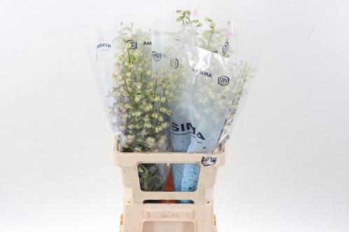 Delphinium enkelbloemig 'Trick'