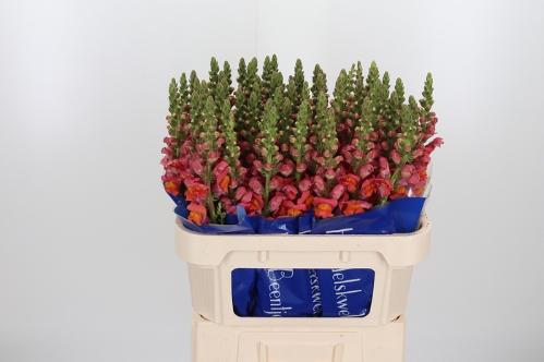 Antirrhinum majus 'Avignon Deep Orange'