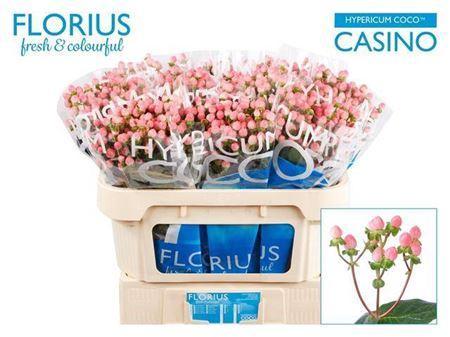 Hypericum Coco Casino