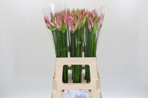 Nerine Bowdenii Grp Bicolor Lipstick