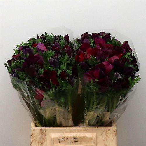 Anemone coronaria 'Mistral Bordeaux'