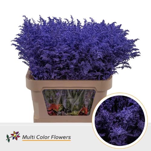 Solidago kleurbehandeld H%