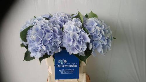 Hydrangea macrophylla 'Verena' (blauw)