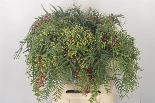Decoratiegroen overig per bos
