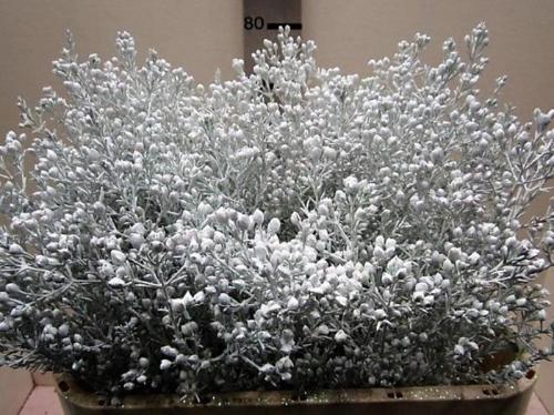 Chamelaucium kleurbehandeld H%