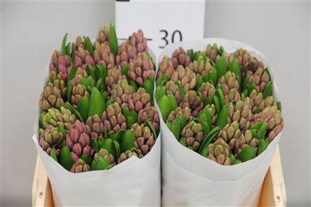 Hyacinthus orientalis 'Anna Liza'