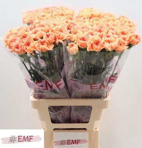 Dianthus standaard 'Megan'