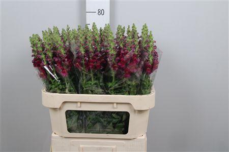 Antirrhinum majus 'Cool Crimson'