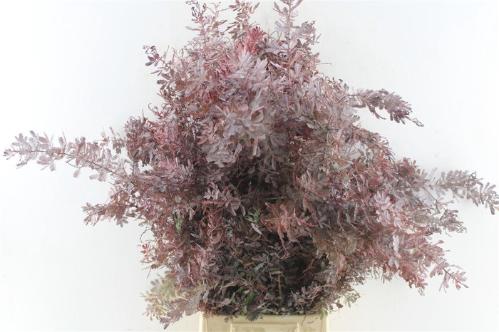 Decoratiegroen kleurbehandeld per bos H%