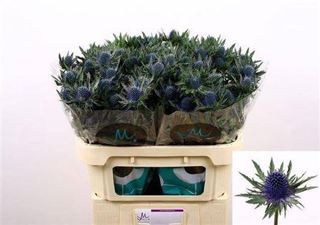 Eryngium Aquarius Questar