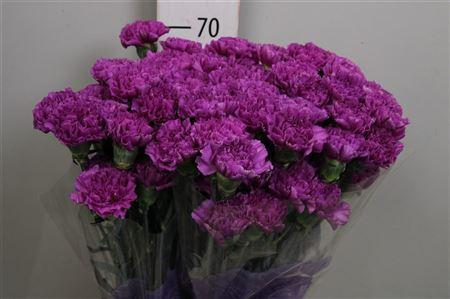 Dianthus standaard Florigene Moonlite