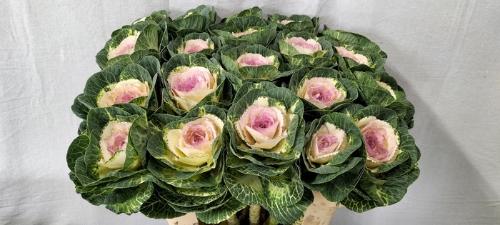 Brassica oleracea 'Crane Bicolour'