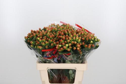 Hypericum x inodorum Globo Coral