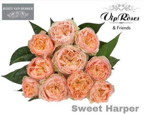 Rosa grootbloemig Sweet Harper!