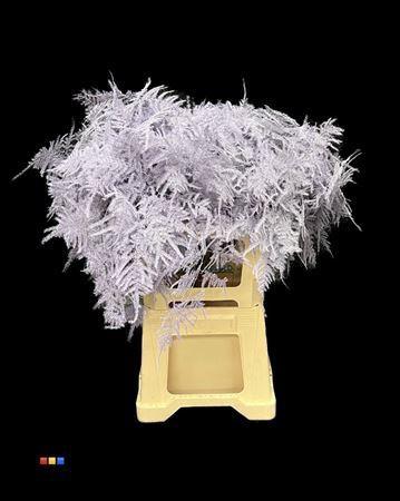 Asparagus overig kleurbehandeld H%