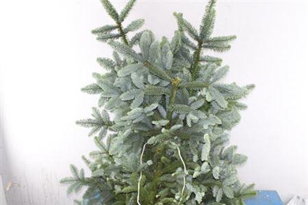 Abies procera Nobilis Blauw per kilo