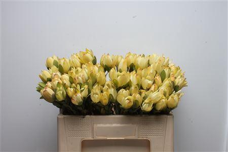 Leucadendron discolor