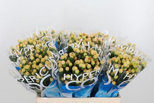 Hypericum Coco Gelato