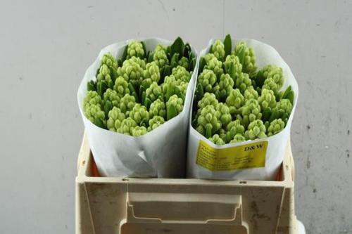 Hyacinthus orientalis 'Aiolos'