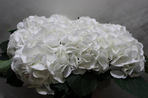 Hydrangea macrophylla 'Schneeball'