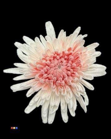 Chrysanthemum geplozen kas kleurbehandeld H%