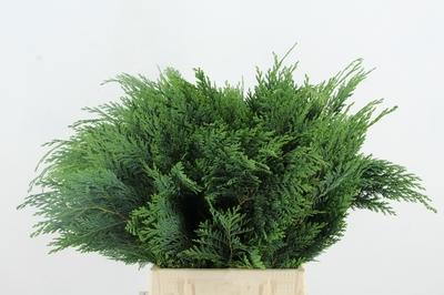 Chamaecyparis lawsoniana 'Alumii' per bos
