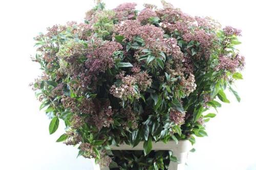 Viburnum tinus per stuk Red Spirit