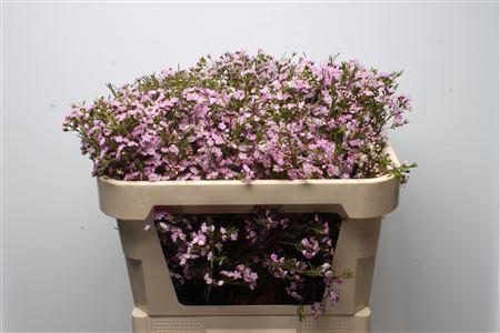 Chamelaucium uncinatum 'Dancing Queen'