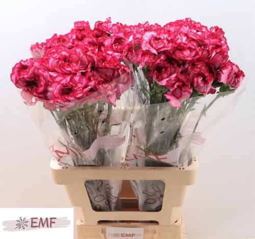 Dianthus standaard Bacarat Purple