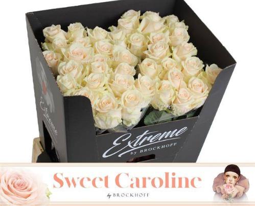 Rosa grootbloemig Sweet Caroline