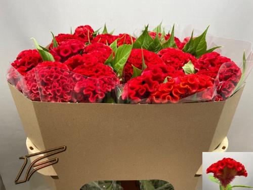 Celosia argentea (Cristata Grp) Smashing