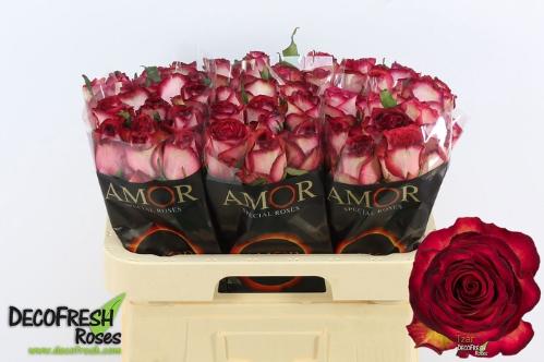 Rosa grootbloemig Tzar