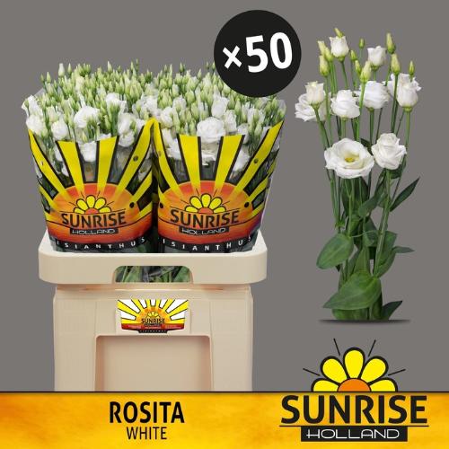 Eustoma russellianum gevuldbloemig 'Rosita White'