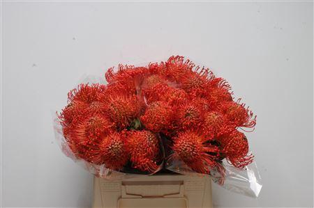 Leucospermum cordifolium overig