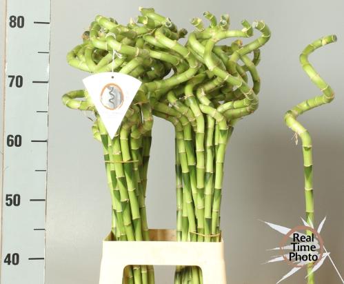 Dracaena sanderiana Lucky Bamboo