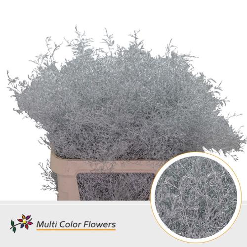 Limonium overig kleurbehandeld H%