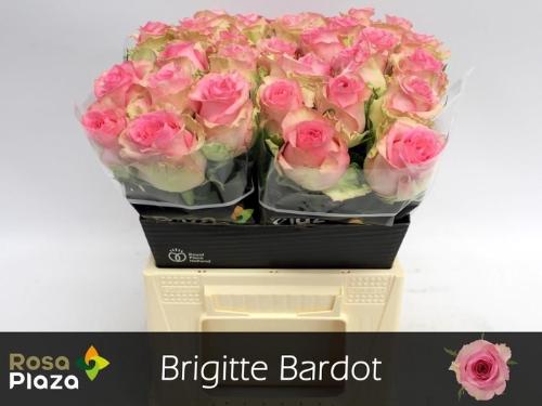 Rosa grootbloemig Brigitte Bardot