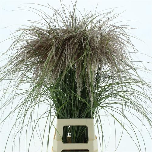Miscanthus sinensis 'Subrosa'