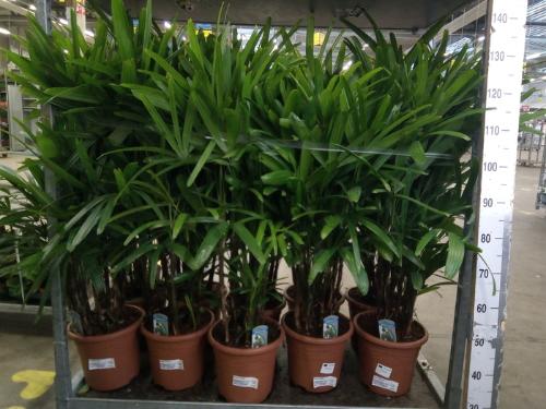 Rhapis excelsa