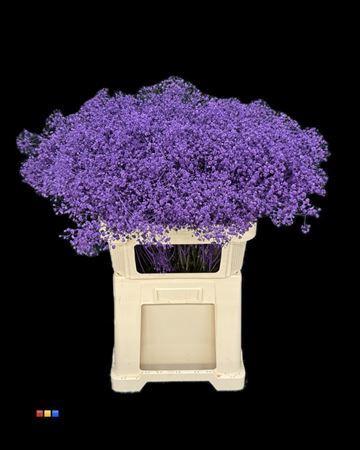 Gypsophila overig kleurbehandeld H%