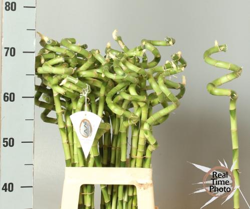 Dracaena sanderiana Lucky Bamboo