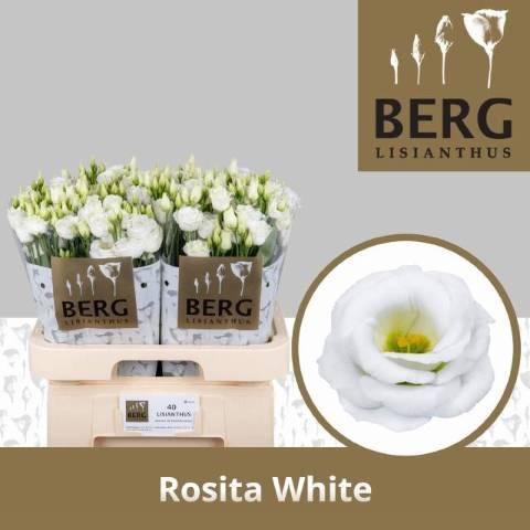 Eustoma russellianum gevuldbloemig 'Rosita White'