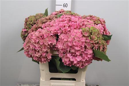 Hydrangea macrophylla Royal Kiss (classic)