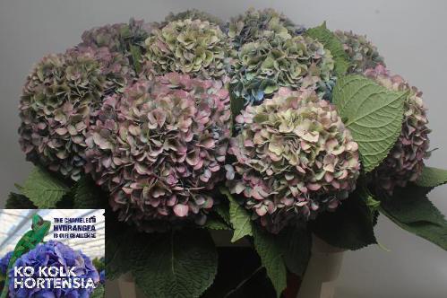 Hydrangea macrophylla 'Hilde Moorhof' (classic)