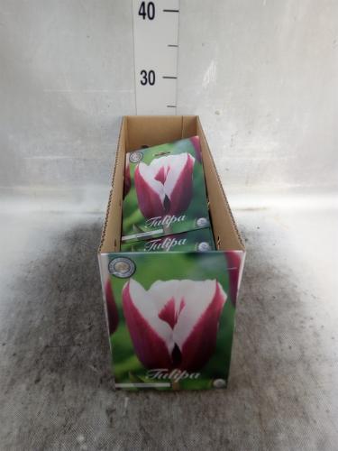 Tulipa (bol)