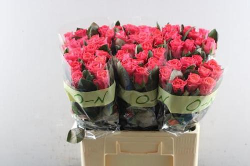 Rosa grootbloemig Pink Tacazzi+